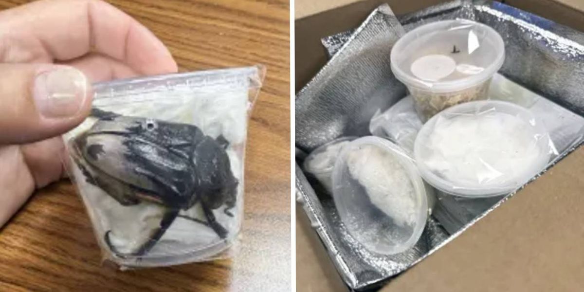 Philly customs officers seize rare beetles from alleged smugglers