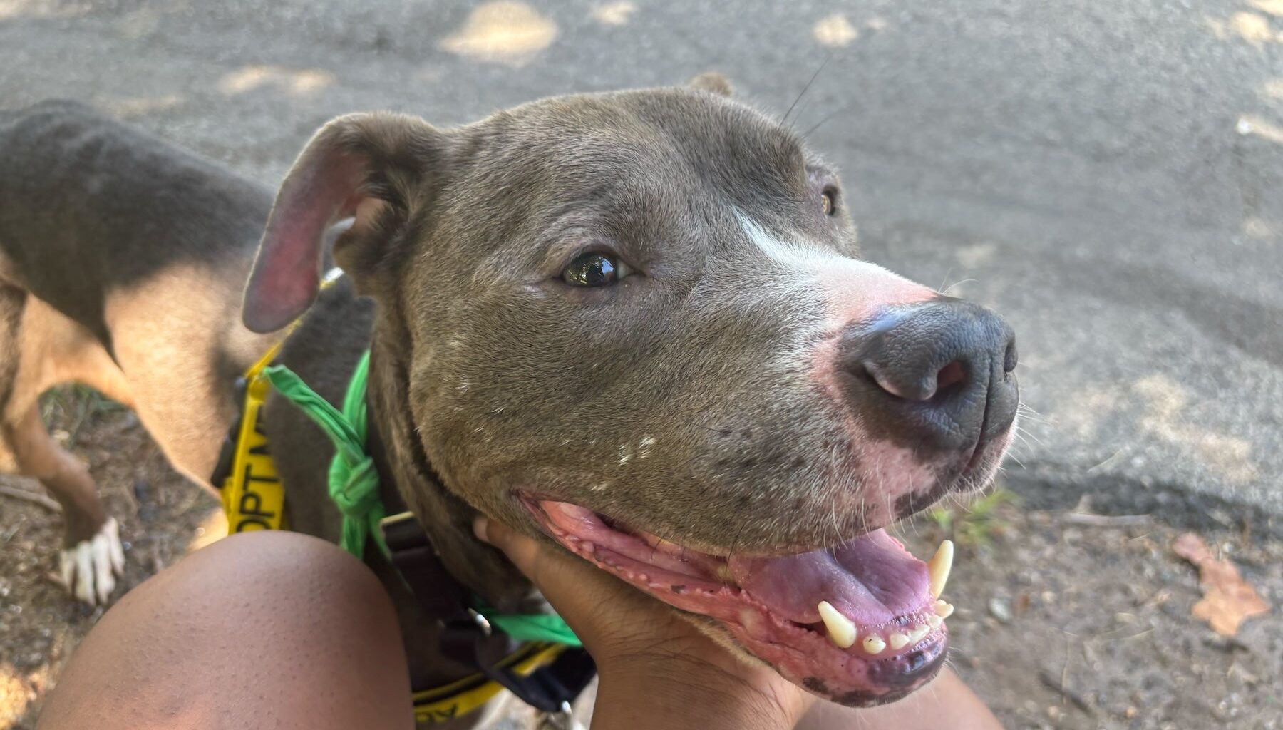 ACCT Philly Pupventures gives shelter dogs a day out