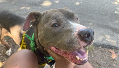 ACCT Philly Pupventures gives shelter dogs a day out