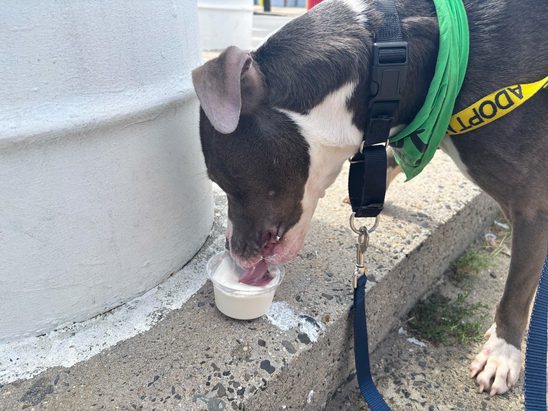 Amaya ACCT Philly shelter dog Amaya enjoys a pup cup