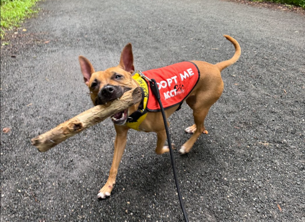 ACCT Philly dogs taken out on Pupventures
