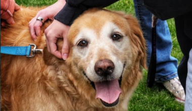 Register a Pup for Pet Therapy by Sept. 25