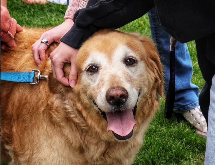Register a Pup for Pet Therapy by Sept. 25