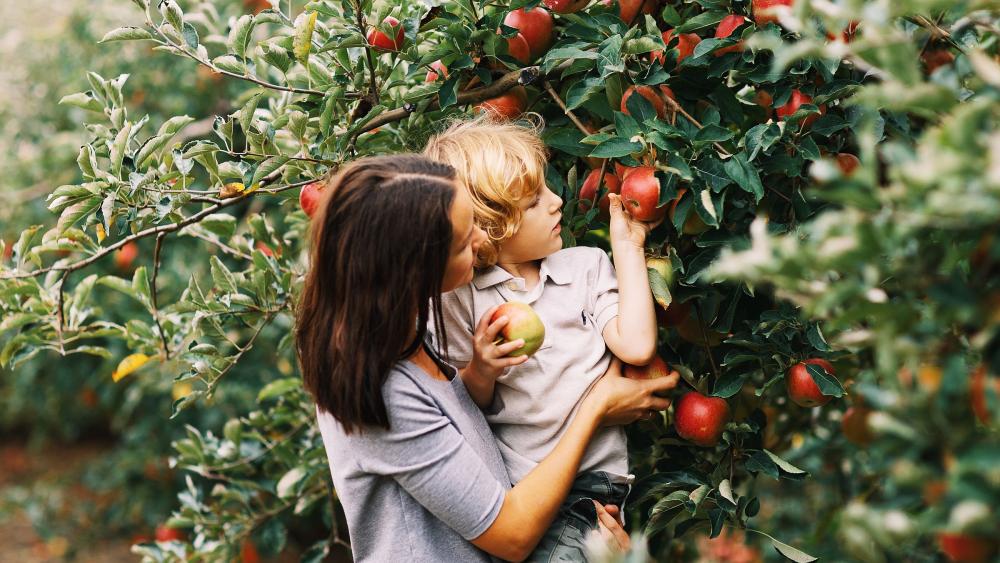 Pennsylvania fruit growers face a difficult harvest after spring freeze