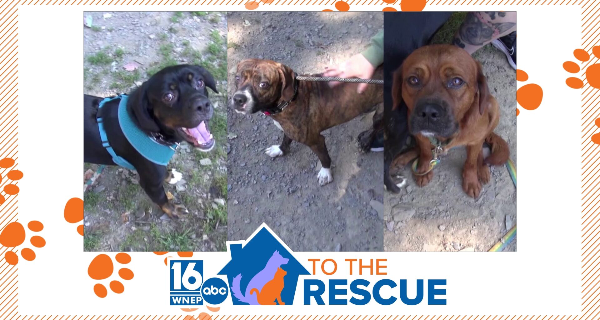 16 To The Rescue: Dogs rescued from hoarding case in Pittston