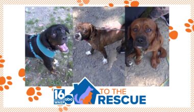 16 To The Rescue: Dogs rescued from hoarding case in Pittston