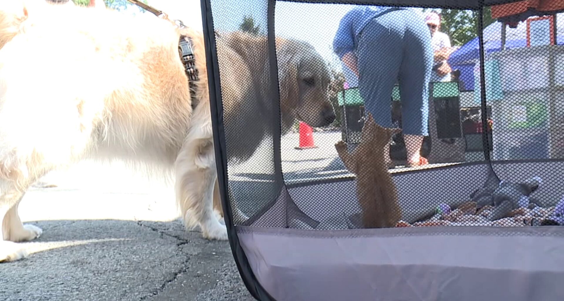 'Paws in the Park' returns to Nay Aug Park in Scranton