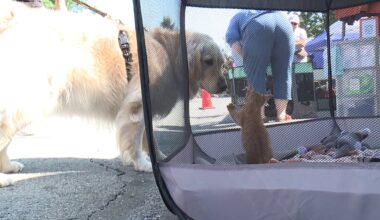 'Paws in the Park' returns to Nay Aug Park in Scranton
