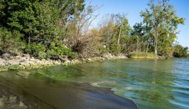 Strong winds from the northeast make Toledo-area algae even more gross