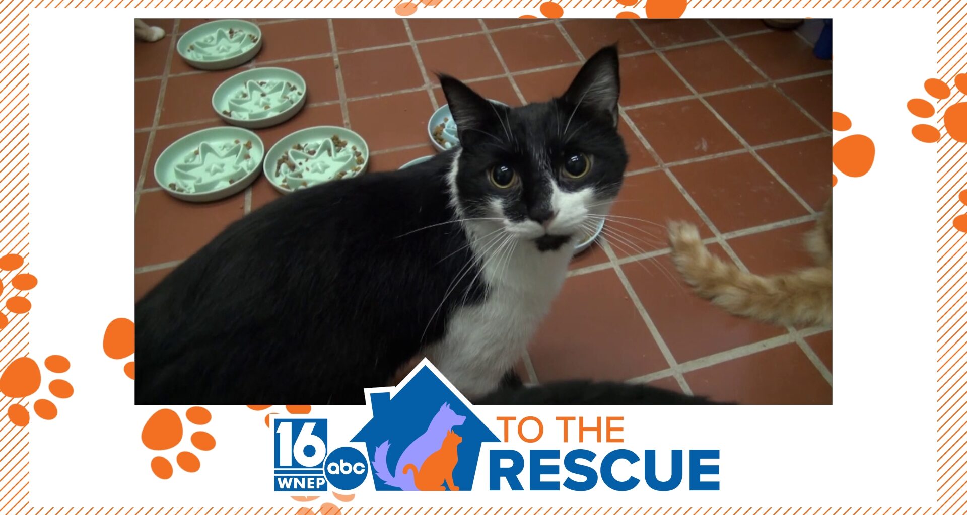 16 To The Rescue: Blind cat crew at St. Cats & Dogs of Nay Aug Zoo