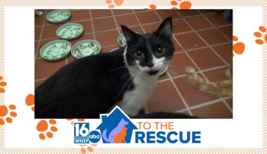 16 To The Rescue: Blind cat crew at St. Cats & Dogs of Nay Aug Zoo