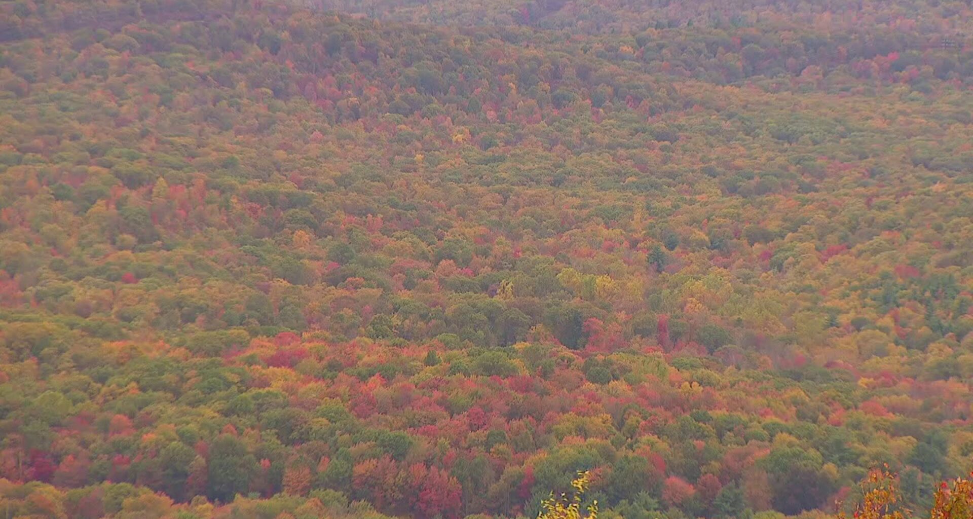 Fall foliage | When and where to spot the best fall colors in Pennsylvania