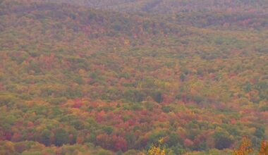 Fall foliage | When and where to spot the best fall colors in Pennsylvania