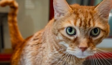 Meet Graham: Lower Bucks County's Shelter Pet Of The Week