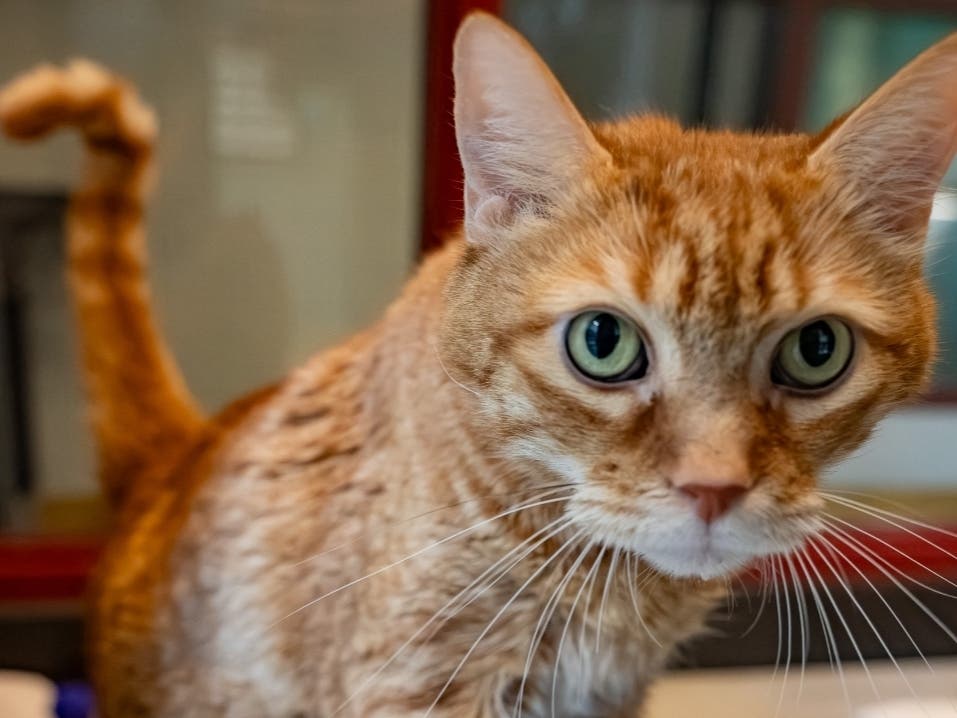 Meet Graham: Lower Bucks County's Shelter Pet Of The Week