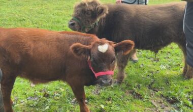 You can sip coffee and cuddle with animals at this Montgomery County, Pennsylvania, farm