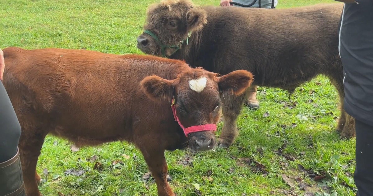 You can sip coffee and cuddle with animals at this Montgomery County, Pennsylvania, farm