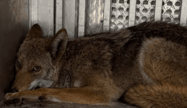 Pittsburgh Police rescue coyote stuck in between two walls in Oakland