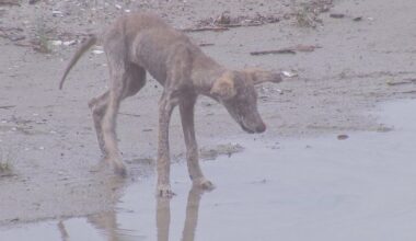 Tensions grow over coyotes' well-being in Wildwood, New Jersey: "I don't want to kill them"
