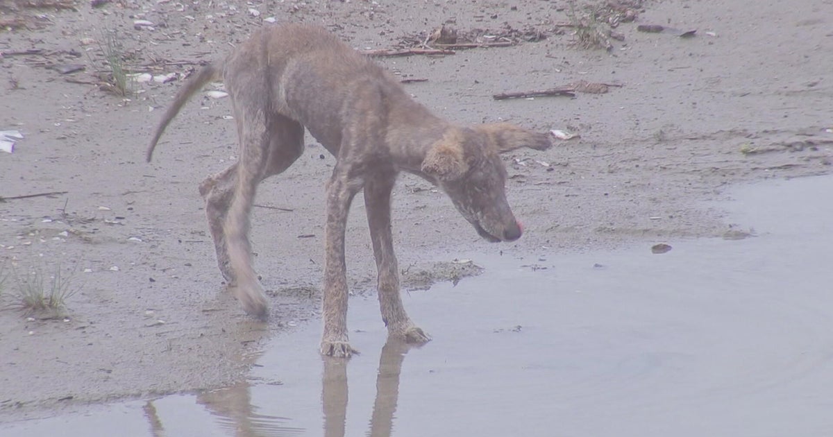 Tensions grow over coyotes' well-being in Wildwood, New Jersey: "I don't want to kill them"
