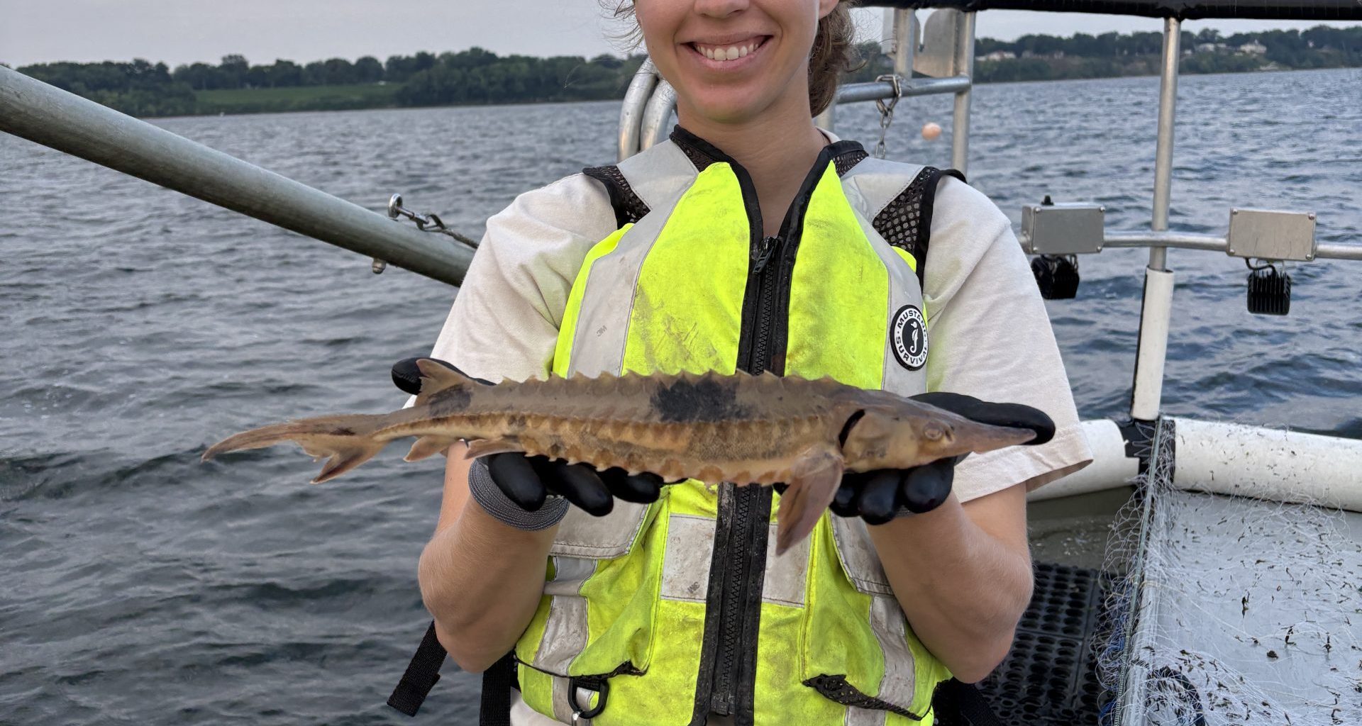 Lake Erie’s baby sturgeon are thriving a year after release
