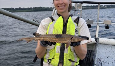 Lake Erie’s baby sturgeon are thriving a year after release