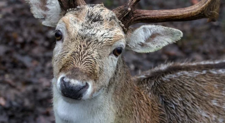 Deer