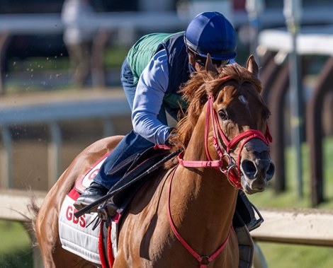 The Puma with jockey Javier Castellano in the saddle has his final speed work before next Saturday’s Travers Stakes at the Saratoga Race Course Friday Aug.21, 2026 in Saratoga Springs, N.Y.