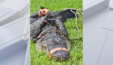'Welcome to Florida’: 8-foot alligator greets Philadelphia couple that recently moved to Florida