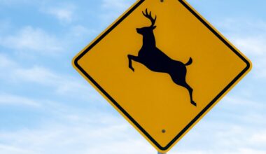 Pennsylvania ranks as one of the worst states for deer-vehicle collisions; here's how drivers can avoid them.
