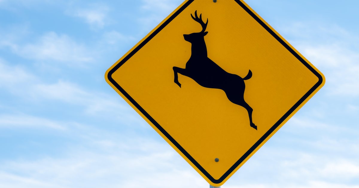 Pennsylvania ranks as one of the worst states for deer-vehicle collisions; here's how drivers can avoid them.