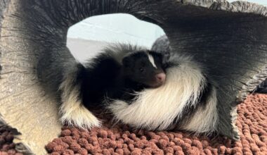 National Aviary selects 3 sets of names for new skunk sisters for public to vote on – WPXI