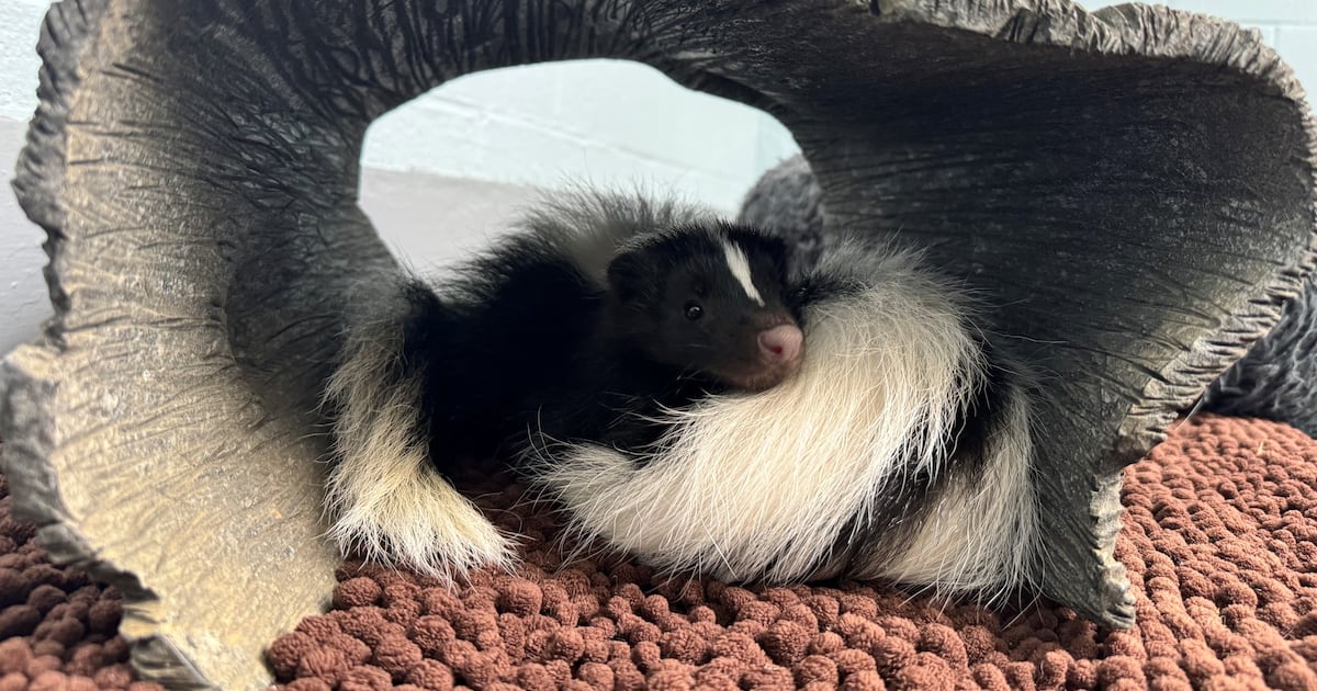 National Aviary selects 3 sets of names for new skunk sisters for public to vote on – WPXI