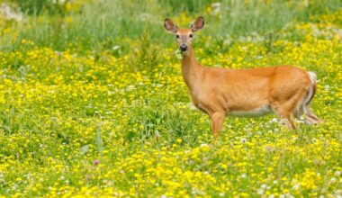 Pittsburgh restarts Deer Management Program, expanding archery hunts into 3 new parks