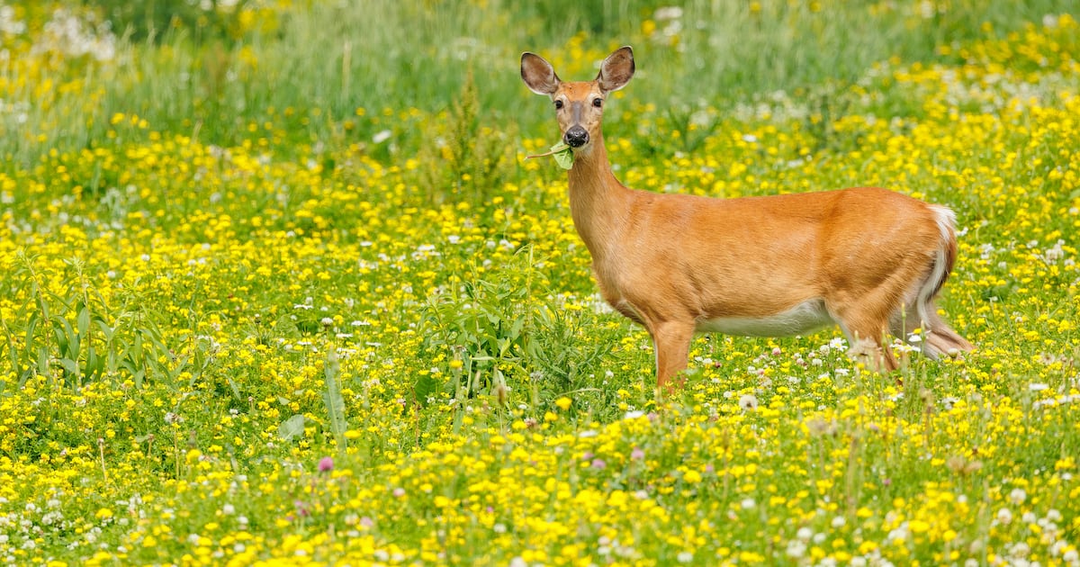 Pittsburgh restarts Deer Management Program, expanding archery hunts into 3 new parks