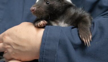 National Aviary holding naming contest for new skunk sisters