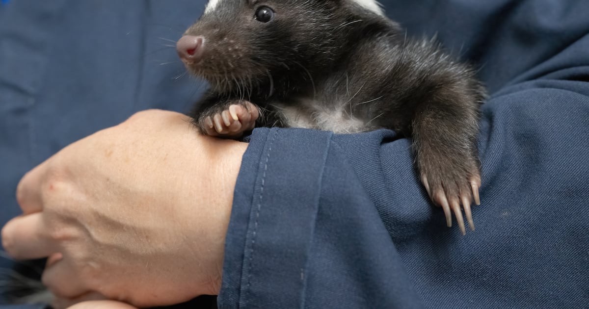 National Aviary holding naming contest for new skunk sisters