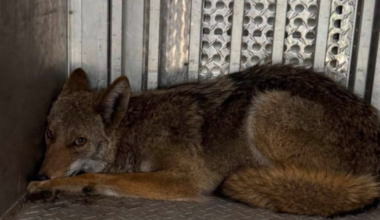 Pittsburgh Animal Control officers rescue coyote stuck in alley