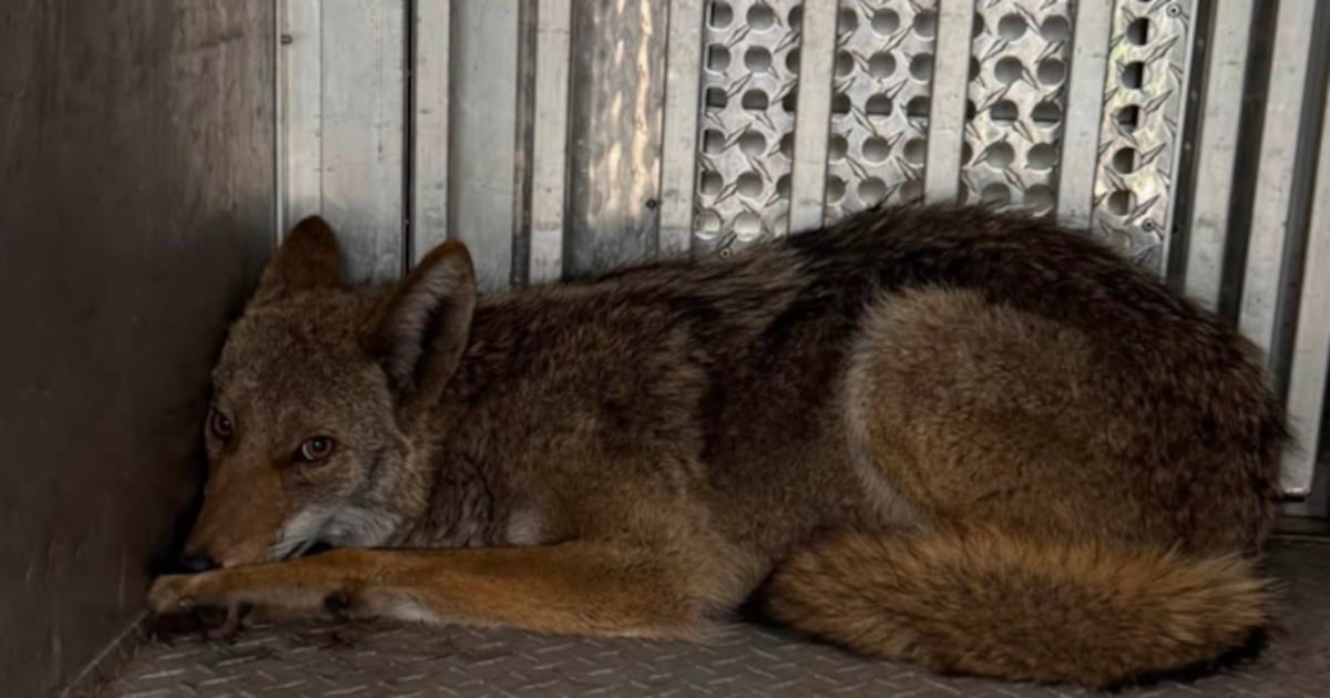 Pittsburgh Animal Control officers rescue coyote stuck in alley