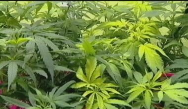 Pennsylvania Auditor General releases performance audit of state’s medical marijuana program