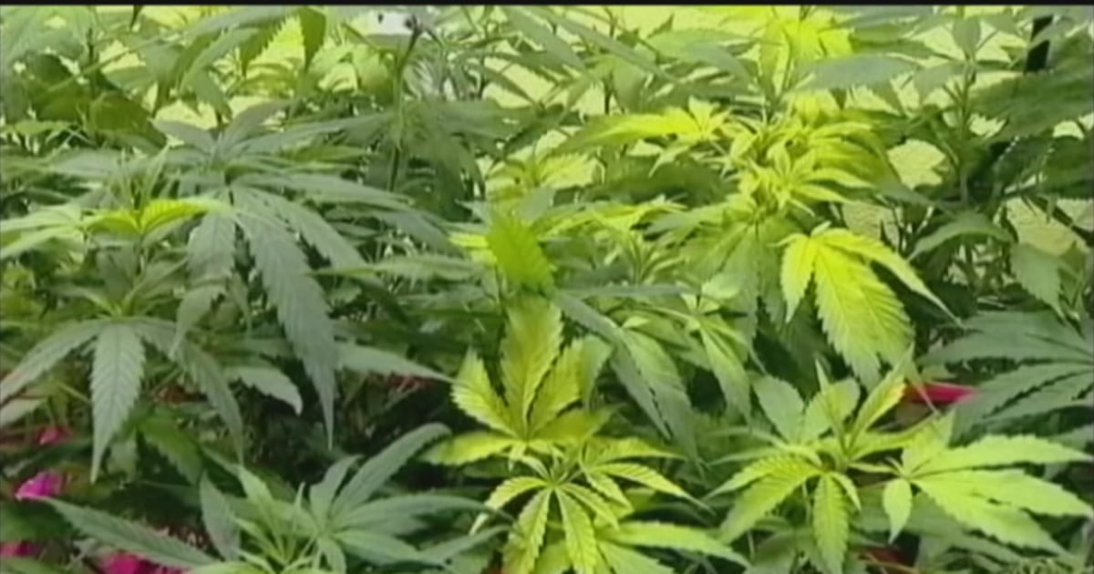 Pennsylvania Auditor General releases performance audit of state’s medical marijuana program