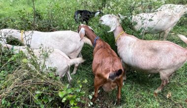Goats return to Pittsburgh’s Frick Park to clear invasive vegetation – WPXI