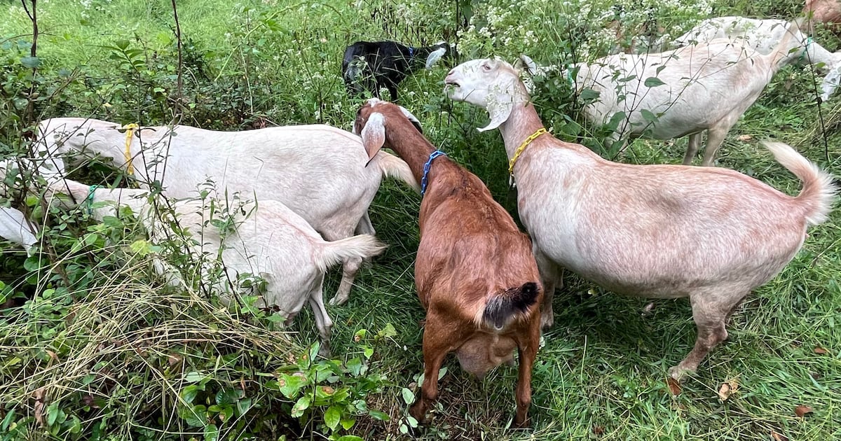 Goats return to Pittsburgh’s Frick Park to clear invasive vegetation – WPXI