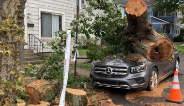 Erie schedules tree-limb removal services as part of storm cleanup