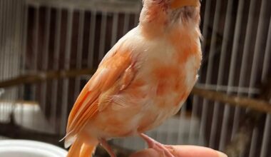 Photos: Pennsylvania wildlife center welcomes pair of exceptionally rare albino cardinals
