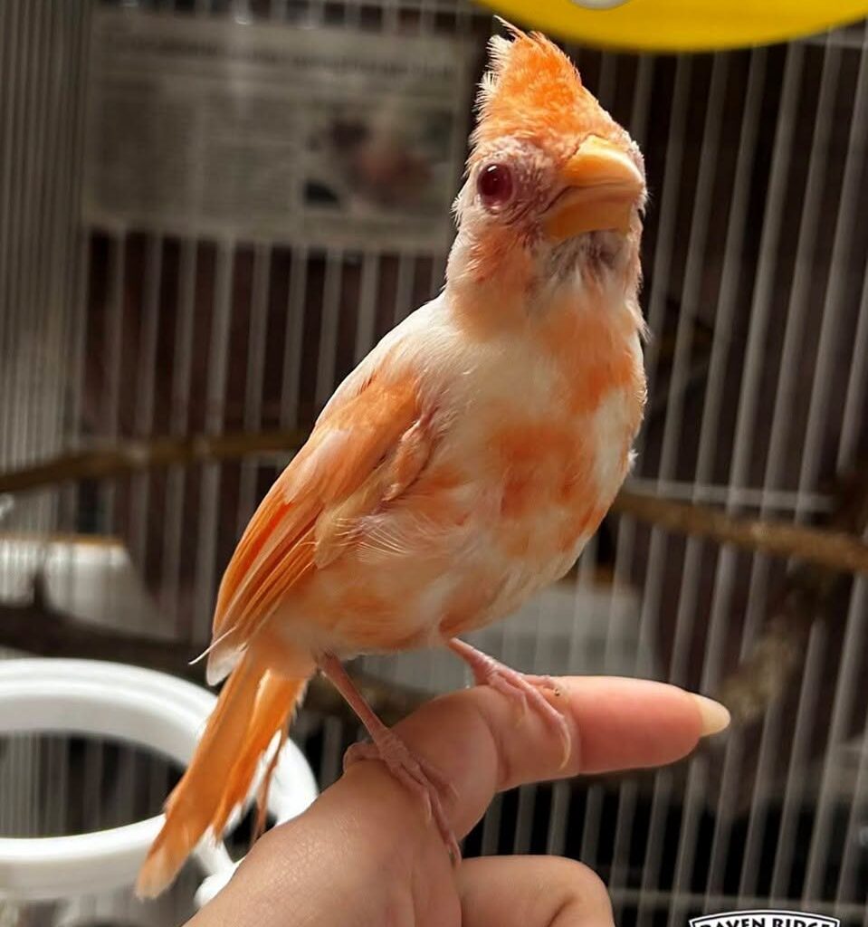 Photos: Pennsylvania wildlife center welcomes pair of exceptionally rare albino cardinals