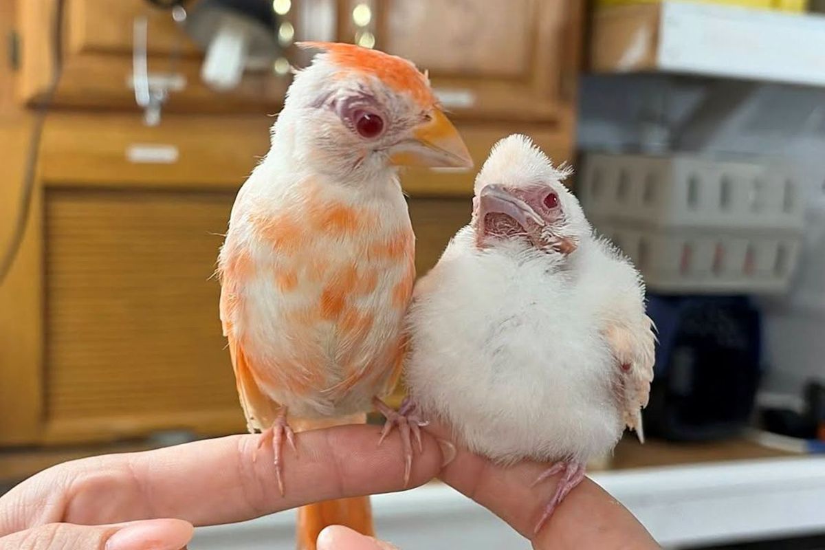 Pennsylvania Wildlife Center Shocked After Welcoming Two Rare Albino Cardinals, a ‘1 in 30,000’ Chance