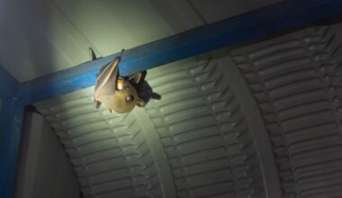 Bat-related calls rise in Pittsburgh as spring pups begin to fly, and more end up inside homes