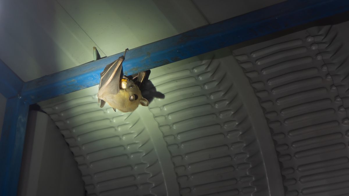 Bat-related calls rise in Pittsburgh as spring pups begin to fly, and more end up inside homes