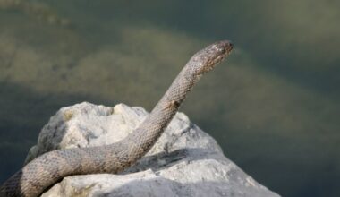 Lake Erie ranks among the most snake-filled US lakes, and it's home to a unique species
